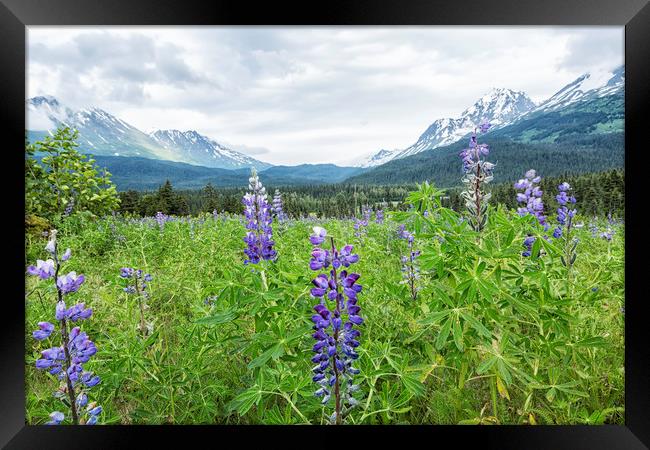 Lupin and the Beauty of Alaska Framed Print by Belinda Greb