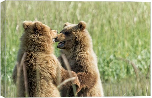 Brown Bear Cubs - Face Off Canvas Print by Belinda Greb