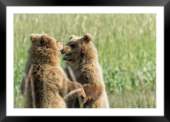 Brown Bear Cubs - Face Off Framed Mounted Print by Belinda Greb