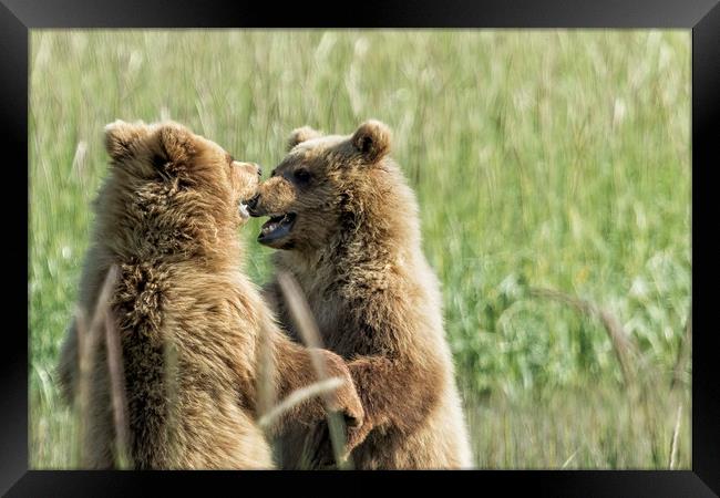 Brown Bear Cubs - Face Off Framed Print by Belinda Greb