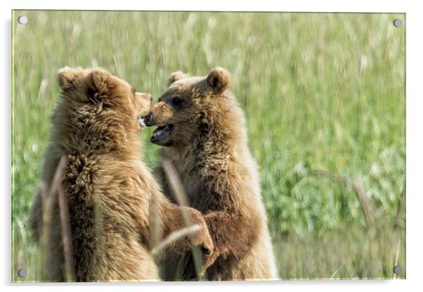 Brown Bear Cubs - Face Off Acrylic by Belinda Greb