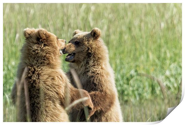 Brown Bear Cubs - Face Off Print by Belinda Greb