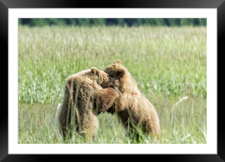 Brown Bear Cubs - Wrestling Match Framed Mounted Print by Belinda Greb