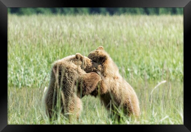 Brown Bear Cubs - Wrestling Match Framed Print by Belinda Greb
