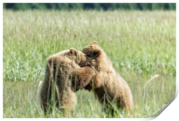 Brown Bear Cubs - Wrestling Match Print by Belinda Greb