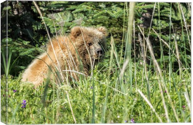 Bear Cub with Wet Face Canvas Print by Belinda Greb