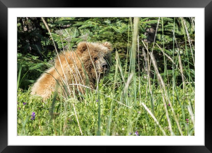 Bear Cub with Wet Face Framed Mounted Print by Belinda Greb