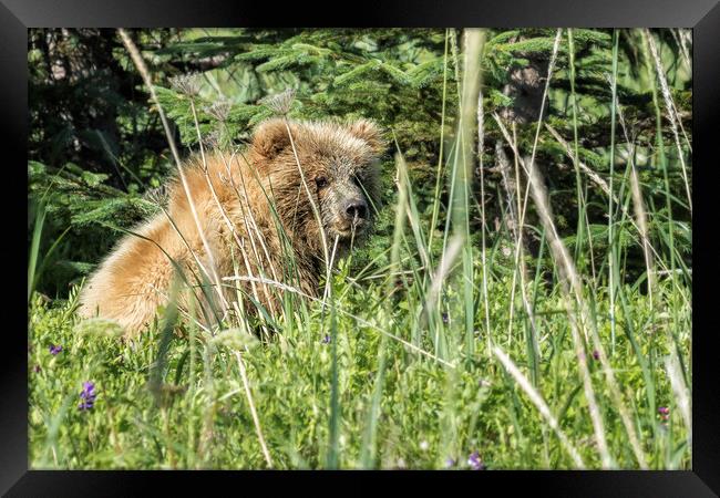 Bear Cub with Wet Face Framed Print by Belinda Greb