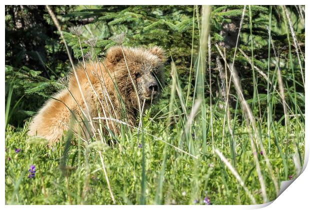 Bear Cub with Wet Face Print by Belinda Greb