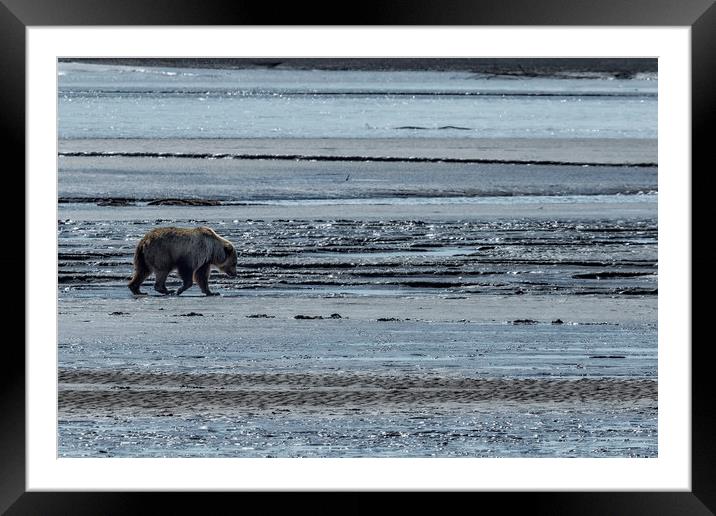 Brown Bear Looking For Clams Framed Mounted Print by Belinda Greb