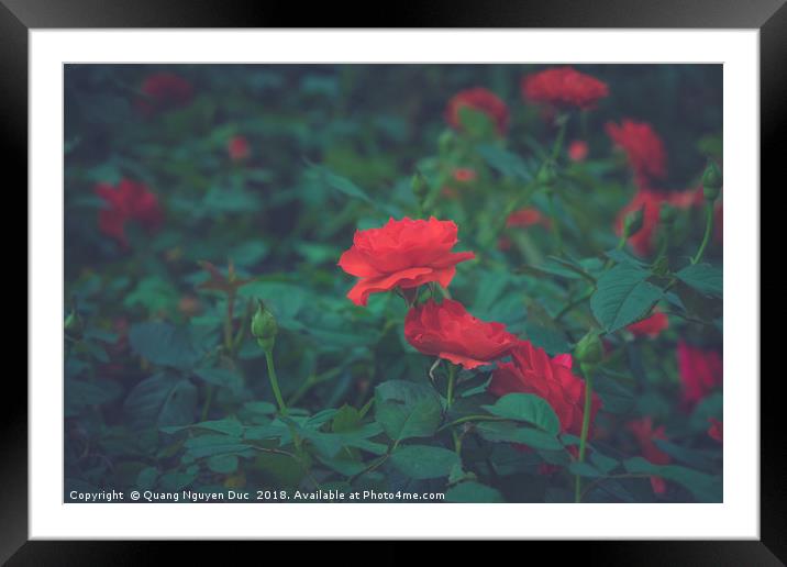 Roses Framed Mounted Print by Quang Nguyen Duc
