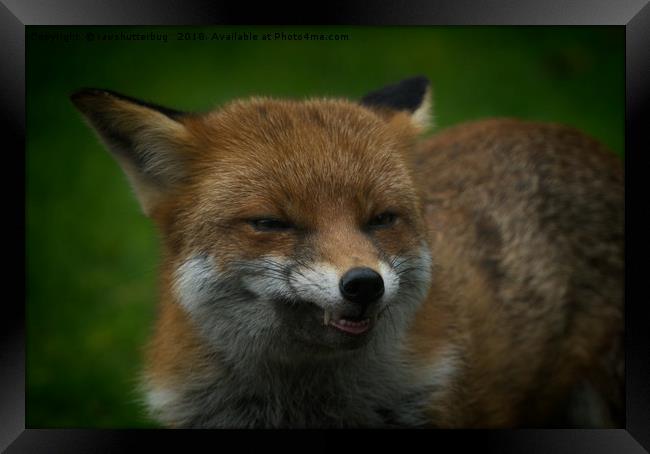 Wild Red Fox Showing Its Teeth Framed Print by rawshutterbug 