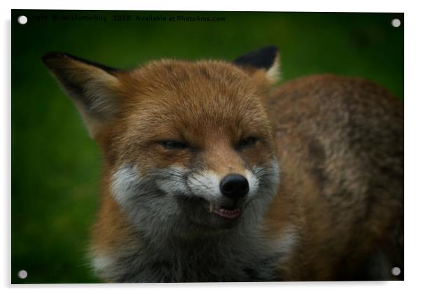 Wild Red Fox Showing Its Teeth Acrylic by rawshutterbug 