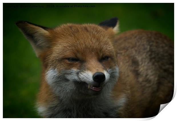 Wild Red Fox Showing Its Teeth Print by rawshutterbug 