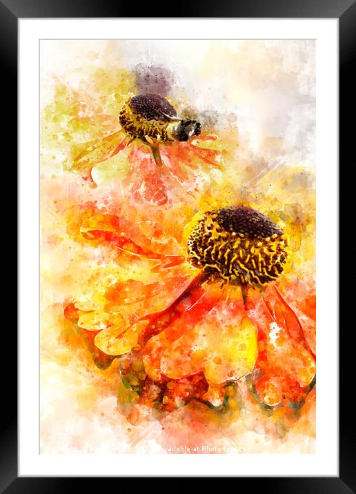 Helenium Splash Framed Mounted Print by Ann Garrett