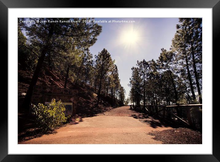 Strolling through pine forests Framed Mounted Print by Juan Ramón Ramos Rivero