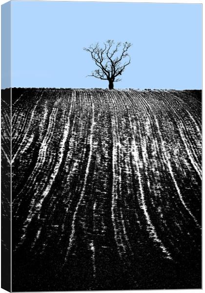 single tree in field Canvas Print by mike morley