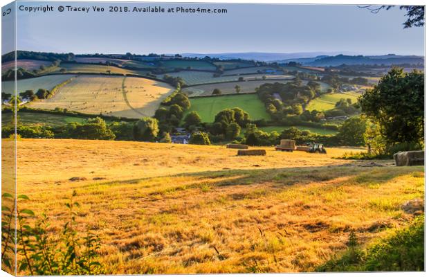 Hay Making  Canvas Print by Tracey Yeo