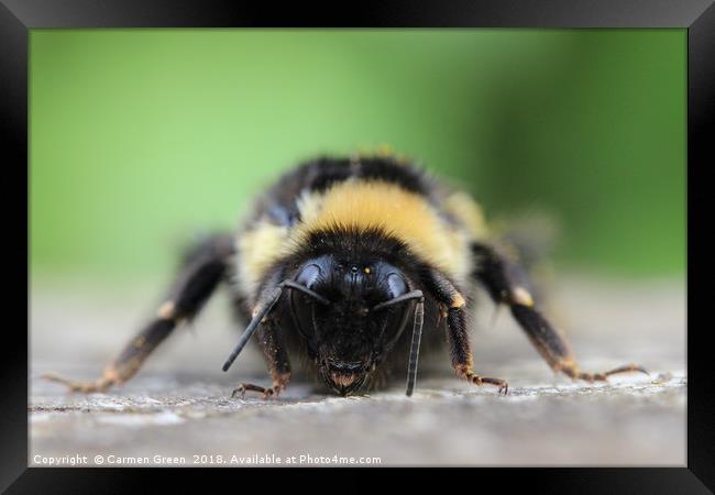 Bumblebee at rest Framed Print by Carmen Green
