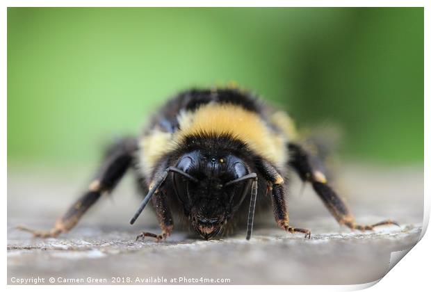 Bumblebee at rest Print by Carmen Green