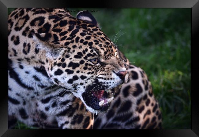 Jaguar warns off competition Framed Print by Mike Twist
