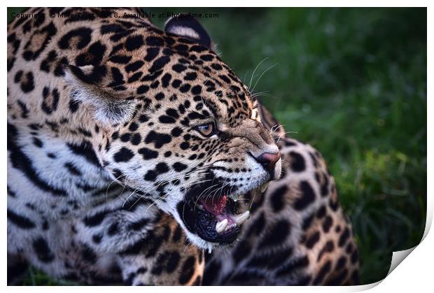 Jaguar warns off competition Print by Mike Twist