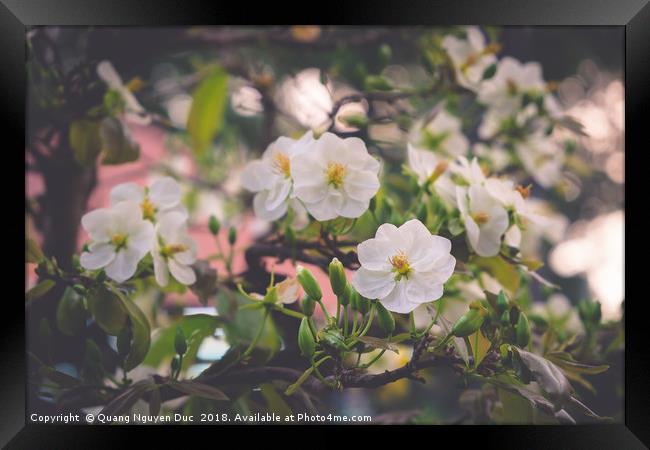 White Apricot Blossom Framed Print by Quang Nguyen Duc