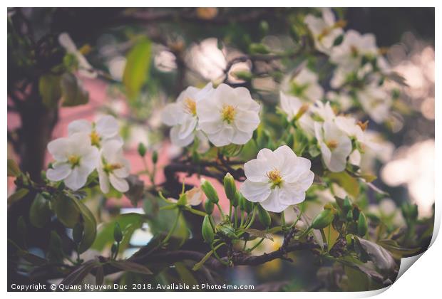 White Apricot Blossom Print by Quang Nguyen Duc