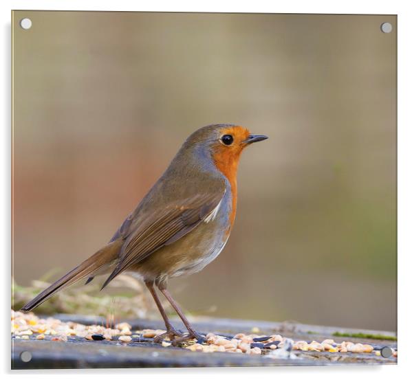 Robin red breast Acrylic by Jonathan Thirkell
