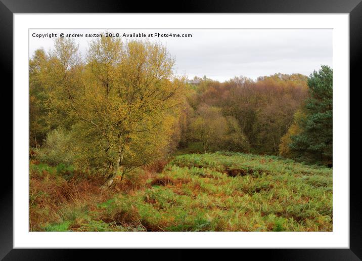 AUTUMN COLOURS Framed Mounted Print by andrew saxton