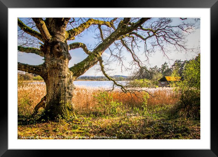 Ancient English Oak by waterside Framed Mounted Print by PAUL WILSON