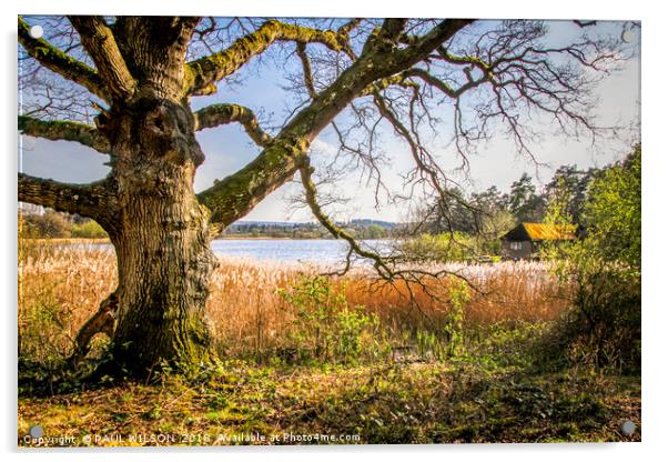 Ancient English Oak by waterside Acrylic by PAUL WILSON