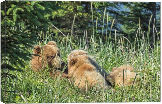 Triplet Bear Cubs Nursing, No. 1 Canvas Print by Belinda Greb