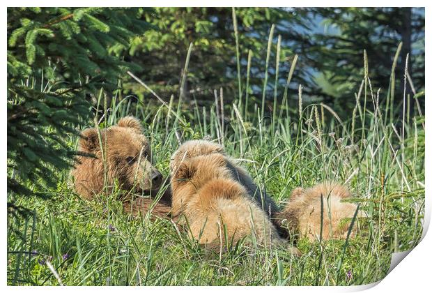 Triplet Bear Cubs Nursing, No. 1 Print by Belinda Greb