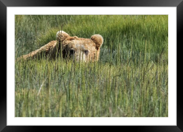 Being Watched by a Big Brown Bear Framed Mounted Print by Belinda Greb