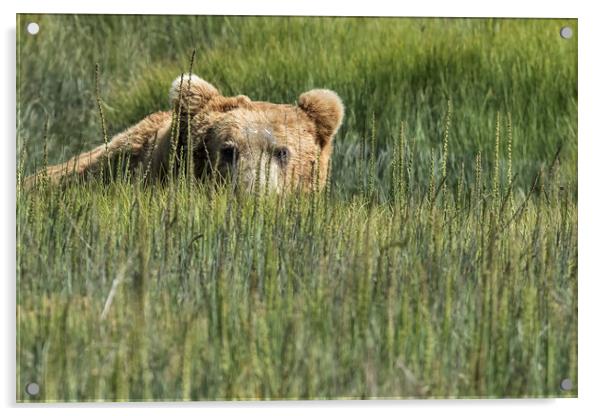 Being Watched by a Big Brown Bear Acrylic by Belinda Greb