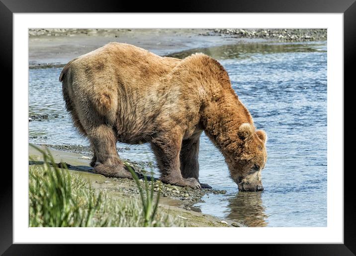 Thirsty Big Brown Male Bear Framed Mounted Print by Belinda Greb