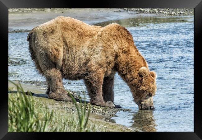 Thirsty Big Brown Male Bear Framed Print by Belinda Greb