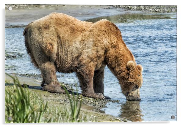 Thirsty Big Brown Male Bear Acrylic by Belinda Greb