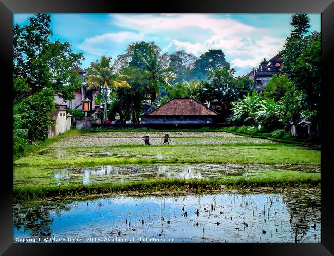 Tropical rice field Framed Print by Claire Turner