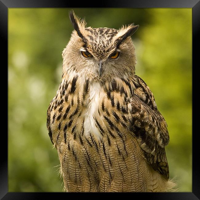 Great horned owl Framed Print by Ian Middleton