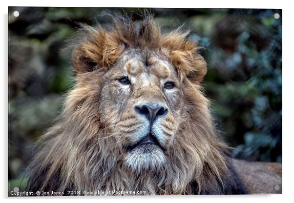 The African Male Lion Acrylic by Jon Jones