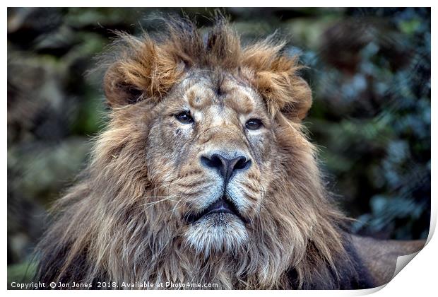 The African Male Lion Print by Jon Jones