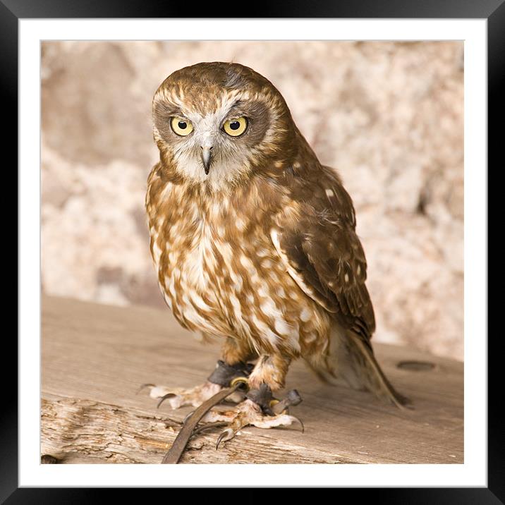 Owl at Exmoor Falconry Framed Mounted Print by Ian Middleton