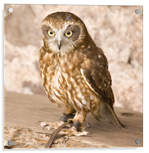 Owl at Exmoor Falconry Acrylic by Ian Middleton