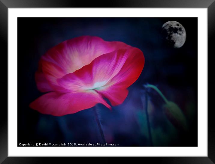  Poppy and Moon                               Framed Mounted Print by David Mccandlish