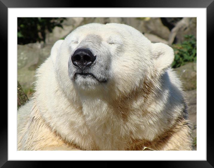Even Polar Bears like the Sun Framed Mounted Print by Lauren Meyerink