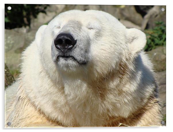 Even Polar Bears like the Sun Acrylic by Lauren Meyerink