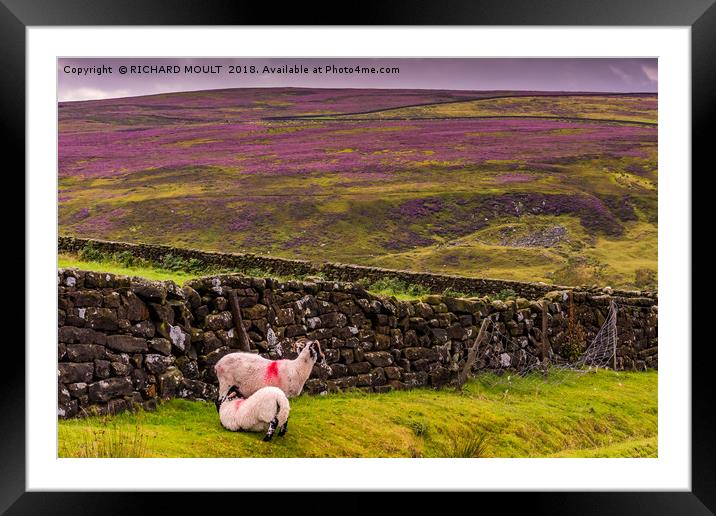 Life On The York Moors Framed Mounted Print by RICHARD MOULT
