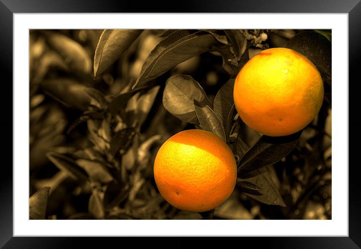 Oranges Framed Mounted Print by Rob Hawkins
